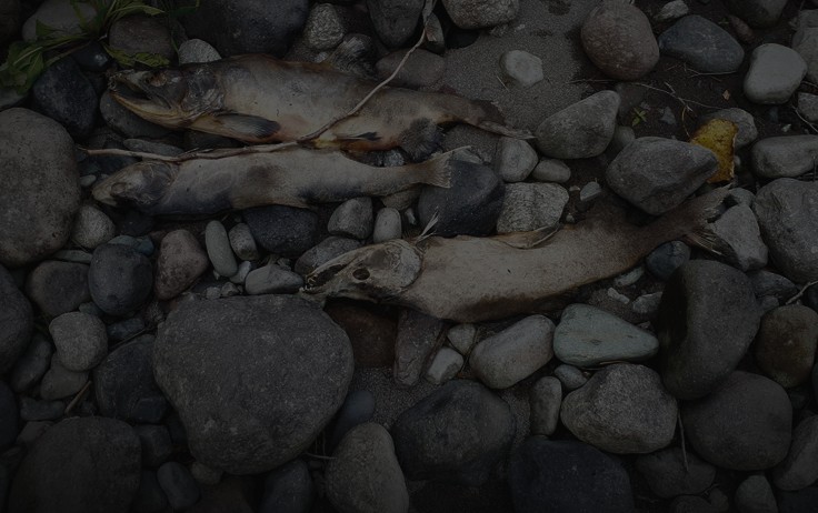 رود ماهیان مرده
